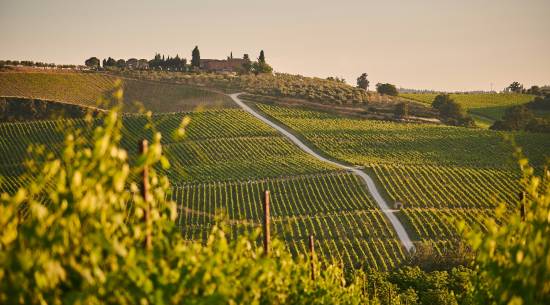 Vineyard